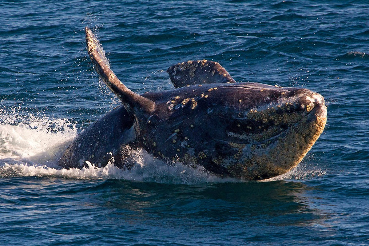 Up-close view of a whale