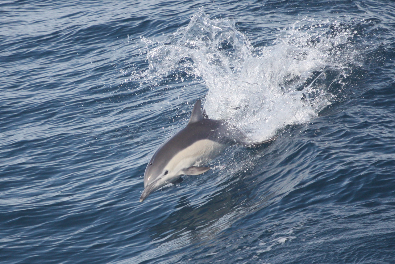 San Diego Whale Watching Tours | Flagship Cruises & Events