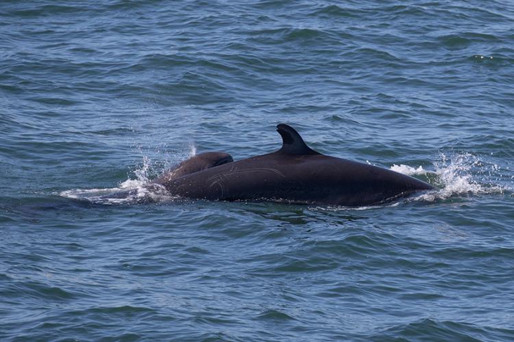 San Diego Whale Sighting