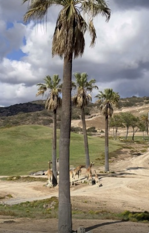 Tall palm trees and giraffes in a grassy, open landscape at San Diego Tourism National Travel & Tourism Week